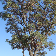 Syringa